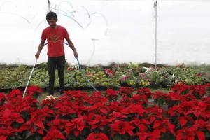 Anuncian Expo Venta de Nochebuenas y Árboles de Navidad