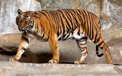 La población de tigres en India sube a casi 3.000