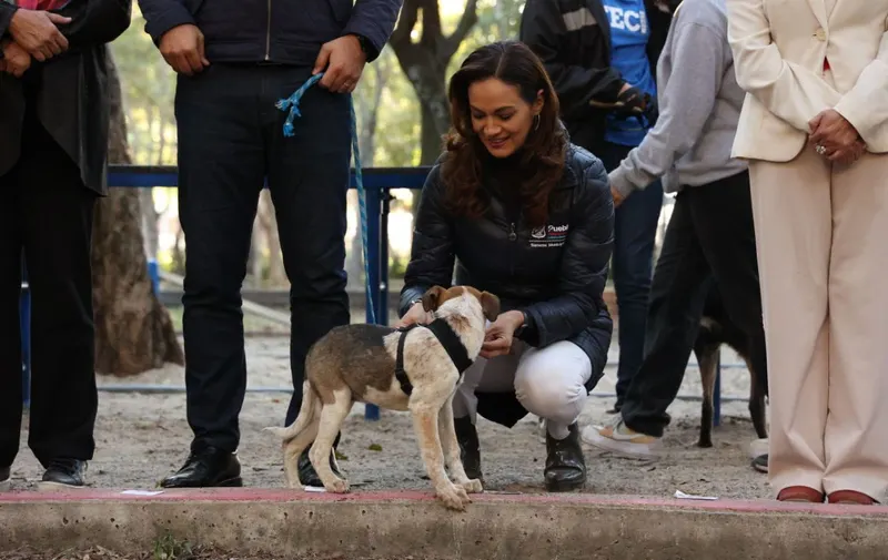 ayuntamiento-de-puebla-va-por-la-esterilizacion