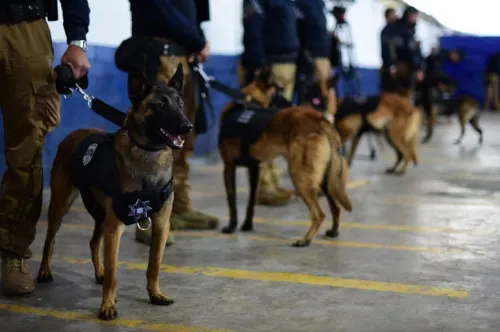 Unidad canina del Ayuntamiento de Puebla recibe certificación internacional 