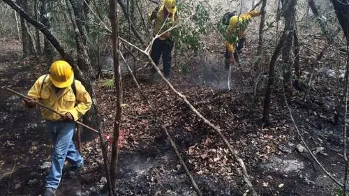 Fuego en Los Petenes consumió 500 hectáreas, pero manglar se salva
