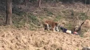 Video: Tigre mata a hombre en zoológico de China