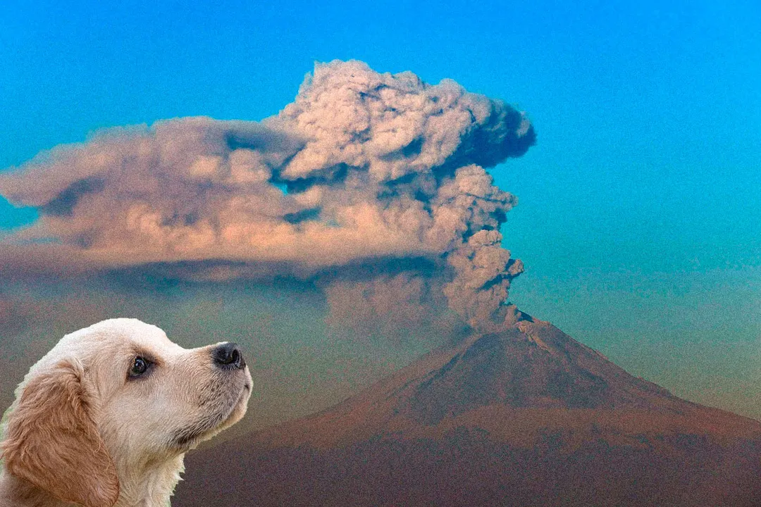 Popocatepetl Mascotas
