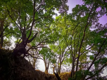 Día Mundial de Medio Ambiente: ¿Por qué se celebra este 5 de junio?