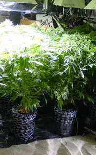 Estados de EU buscan legalizar posesión de mariguana