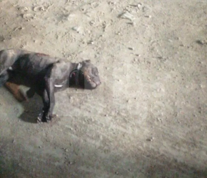 Asesinan a balazos a perrito en Tehuacán