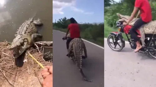 Roban cocodrilo en Sinaloa a bordo de motocicleta