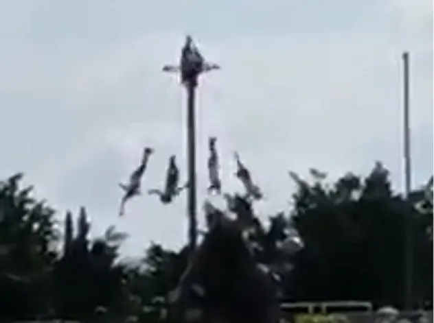 Cae volador de Papantla al descender en Huaquechula