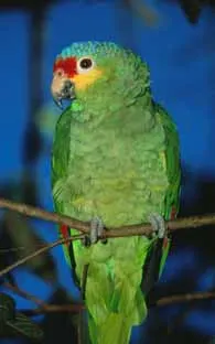 Joven se entera de infidelidad por su mascota, un loro