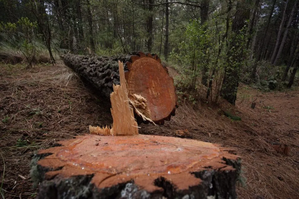 Tala árboles