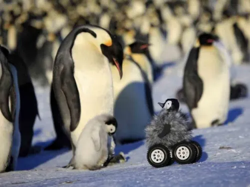 Cientos de ‘pingüinos bebés’ mueren ahogados