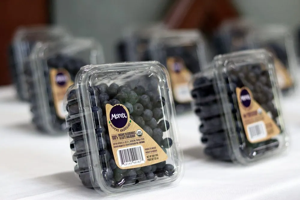 Continuará Gobierno del Estado impulsando desarrollo de blueberry