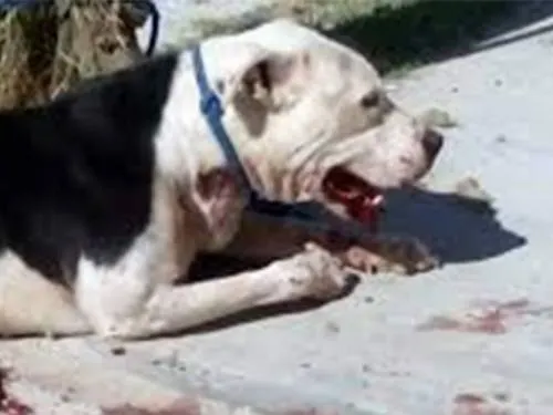 Pitbull ataca a niño de 3 años en Hidalgo