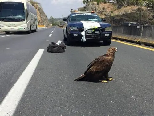 ¡Aplausos! Policías rescatan a águila herida en carretera de Jalisco