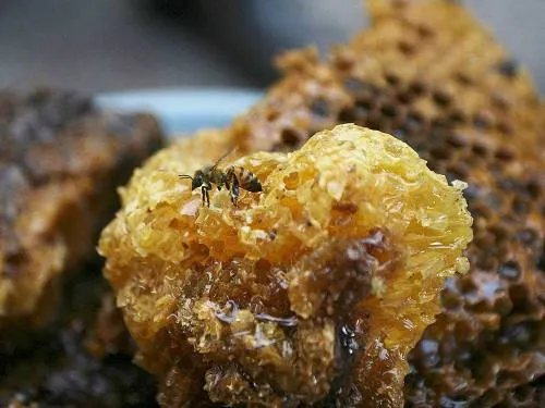México, en top ten de producción de miel con 57 mil tons. al año