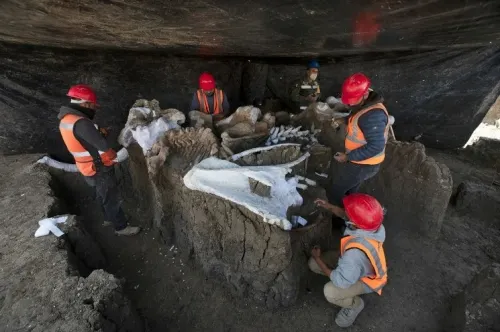 Suman 200 mamuts los encontrados en Santa Lucía