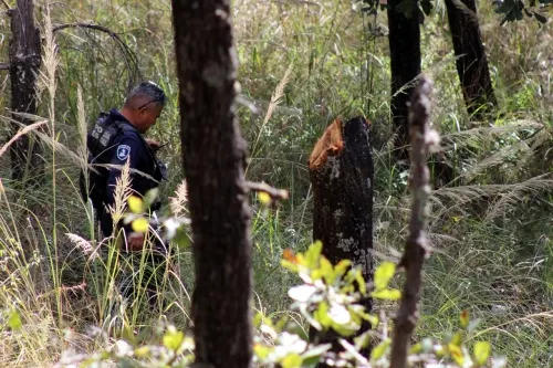 Por tala, Secretaría de Medio Ambiente realiza operativo en bosques de Chapultepec