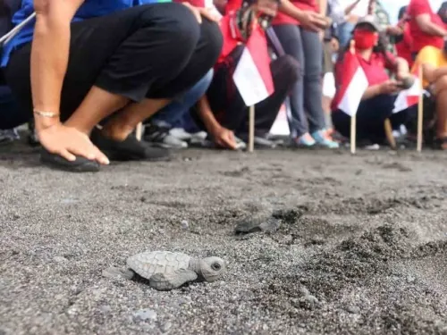 Liberan miles de tortugas bebés en playa de Indonesia