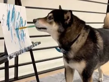 Perrito pintor vende sus cuatros y gana más de 17 mil 800 dólares