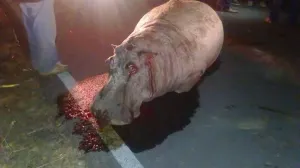 Atropellan hipopótamo, era de la hermana del alcalde de Chalchicomula