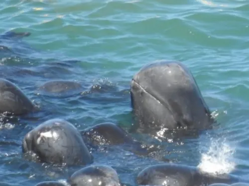 Delfines se acurrucan antes de ser brutalmente asesinados