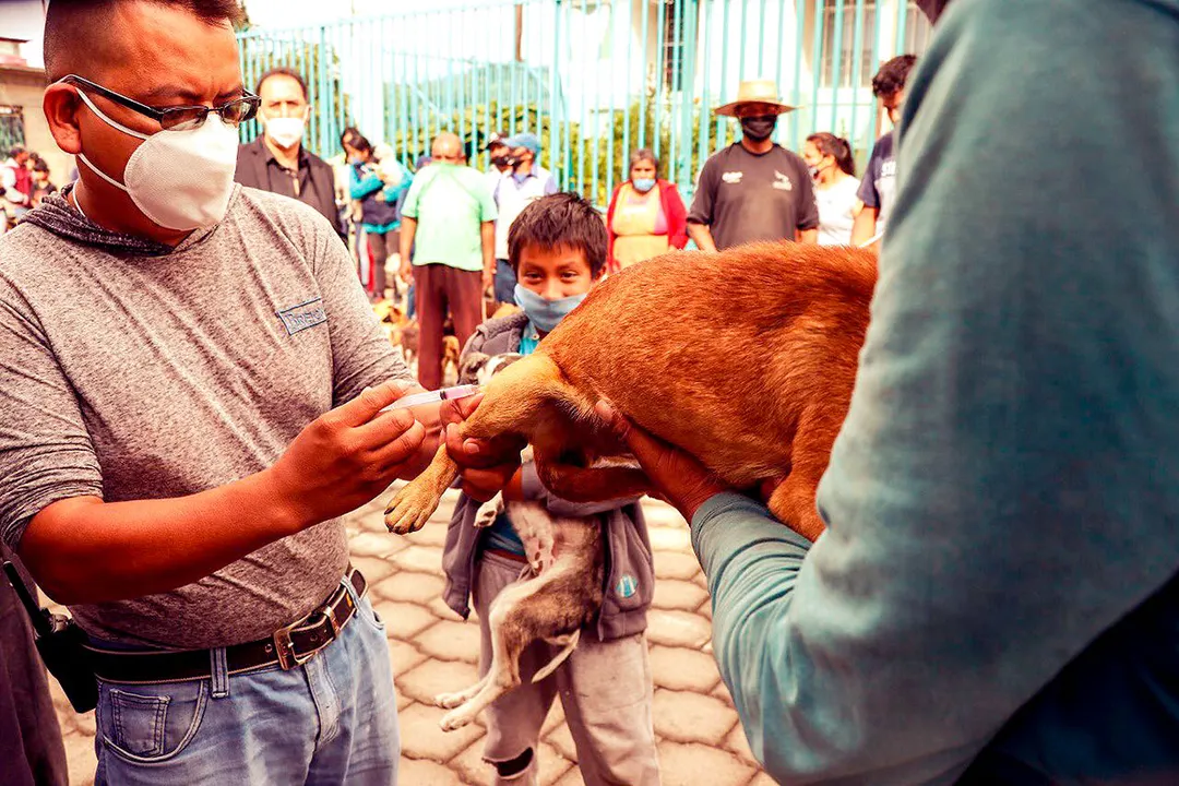 Atlixco Mascotas Vacunacion Antirrabica