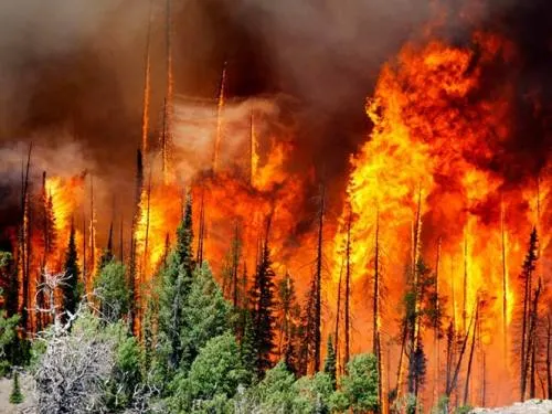 Incendio en California ‘hace cenizas’ casi 60 casas