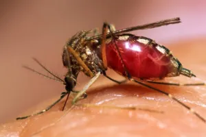 Dengue, realidad que pone en peligro Mundial de Brasil
