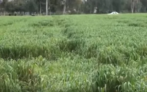 Aparecen figuras extrañas en campos de Tochtepec