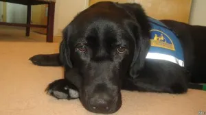 Muere perro al masticar cigarro electrónico de su dueño