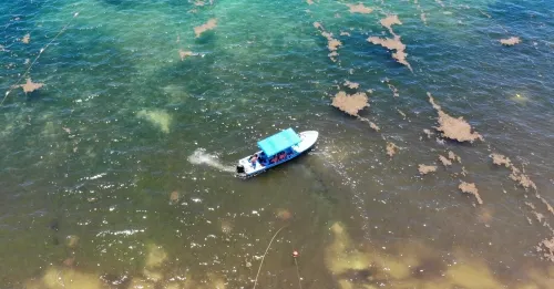 Hallan el “cinturón de sargazo” más grande del mundo flotando en Golfo de México