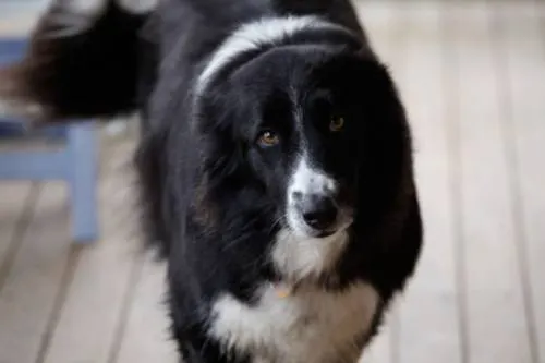 Las razas de perros más inteligentes del mundo