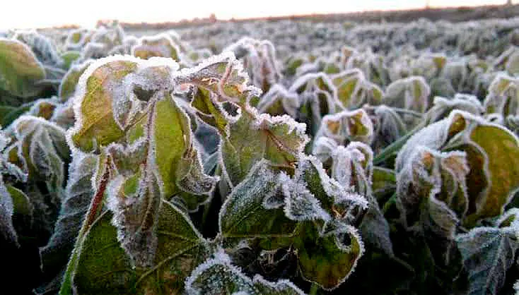 Escarcha Bajas Temperaturas Pue