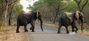 Arrestan en Zimbabue a 5 sujetos por envenenar elefantes