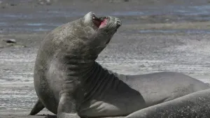 Exploradores son atracados por banda de leones marinos