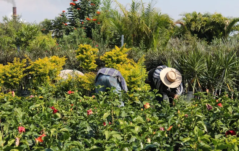 floricultores-poblanos-conaplor