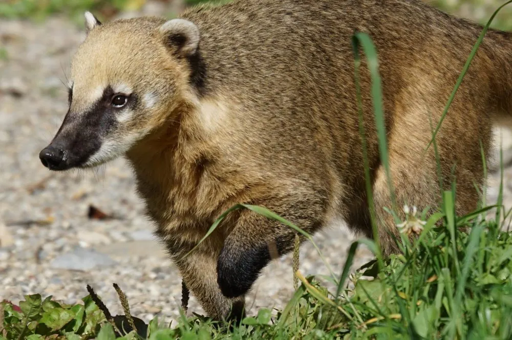 VIDEO Coatí se hace viral al sorprender a habitantes de Guadalajara