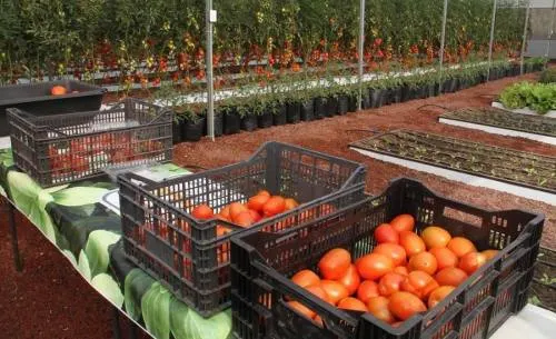 Crece productividad laboral en actividades primarias y terciarias: Inegi