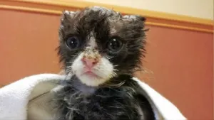 Piden la cabeza de agresor del gatito Justin, ofrencen 5 mil dólares