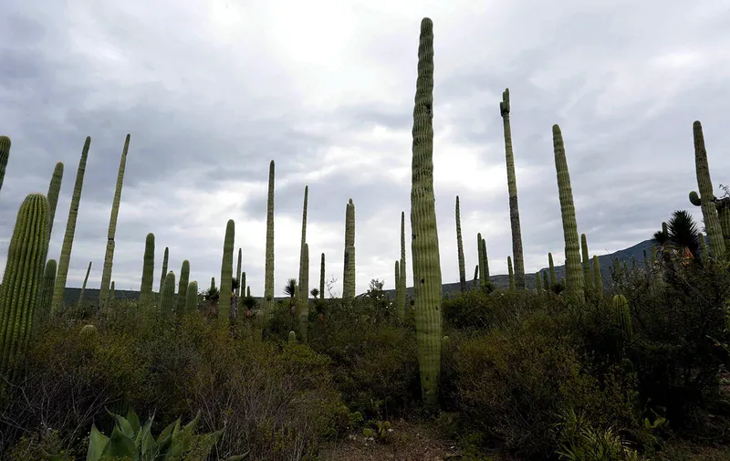 reserva-biosfera-tehuacan-cuicatlan