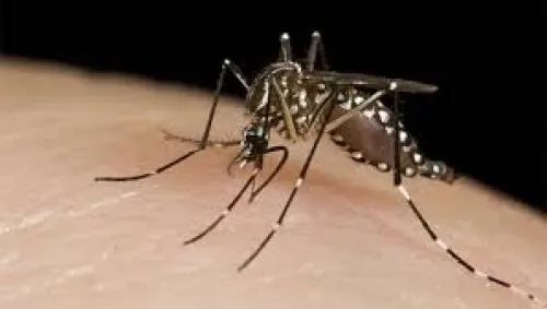 Más de 700 casos  y 6 posibles muertes por dengue, se registran en Puebla: Salud