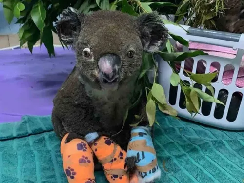 Muere ‘Lewis’, el koala rescatado de incendio en Australia