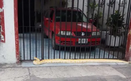 Encuentran serpiente en Guadalupe
