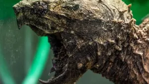 Tortuga-lagarto arranca talón a turista y causa terror en lago de Alemania