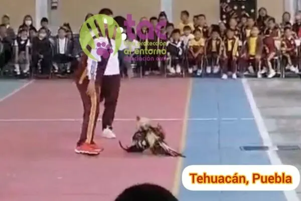 Pelea de gallos realizada en escuela de Tehuacán desata indignación por maltrato animal