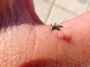 Reportan el primer caso de chikungunya en Colima