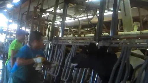 Denuncia de tortura a animales en granja lechera de EEUU se hace viral