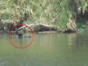 Captan una rara criatura de 4 aletas en Sinaloa