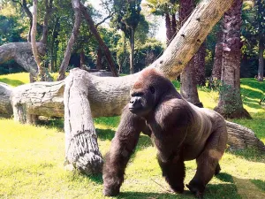 Saltaron protocolo de manejo de Bantú en Zoológico de Chapultepec