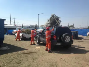 Ayuntamiento y Africam Safari promueven reciclaje de árboles navideños